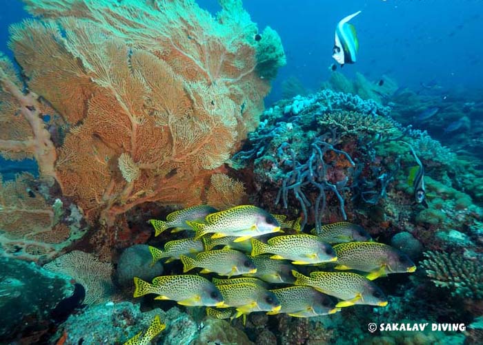 Nosy Be diving differences sites